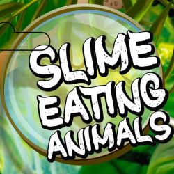 Slime Djur som suger upp slime fidget