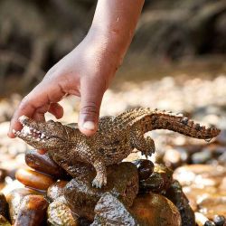 Schleich Krokodil 14736